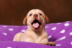 Labrador Retriever Puppy