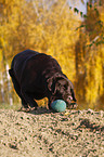 playing Labrador Retriever