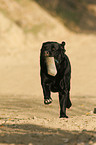 retrieving Labrador Retriever