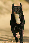 retrieving Labrador Retriever