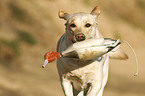 retrieving Labrador Retriever