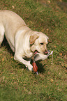 retrieving Labrador Retriever