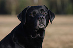 Labrador Retriever Portrait