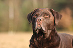 Labrador Retriever Portrait