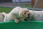 Labrador Retriever Puppies