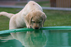 Labrador Retriever Puppy