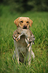 retrieving Labrador Retriever