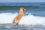 bathing Labrador Retriever