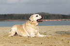 old Labrador Retriever