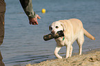 old Labrador Retriever