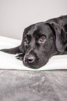 lying Labrador Retriever