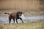 retrieving Labrador Retriever