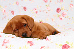 Labrador Retriever puppy