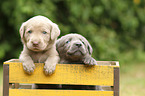 2 Labrador Retriever Puppies