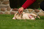 Labrador Retriever puppy