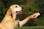 Labrador Retriever gives paw