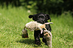 Labrador Retriever Puppy