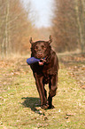 Labrador Retriever retrieves dymmy