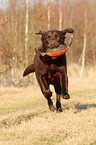 Labrador Retriever retrieves dymmy