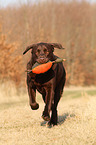 Labrador Retriever retrieves dymmy