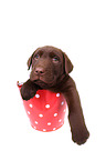 Labrador Retriever Puppy