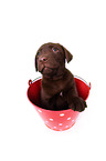 Labrador Retriever Puppy