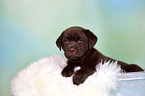 Labrador Retriever Puppy