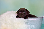 Labrador Retriever Puppy