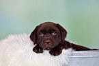 Labrador Retriever Puppy