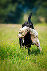 Labrador Retriever at hare hunting