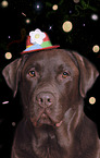 Labrador Retriever Portrait