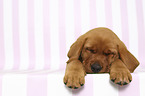 sleeping Labrador Retriever Puppy