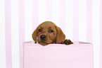 Labrador Retriever Puppy in Box