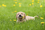 Labrador Retriever Puppy