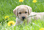 Labrador Retriever Puppy