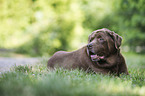 Labrador Retriever