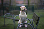 sitting Labrador Retriever