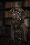 sitting Labrador Retriever Puppy