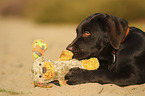 lying Labrador Retriever Puppy