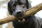 Labrador Retriever portrait