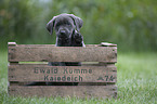 Labrador Retriever Puppy in a box