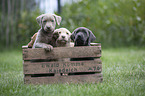 Labrador Retriever Puppies in a box