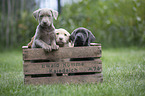 Labrador Retriever Puppies in a box