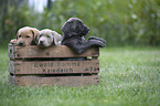 Labrador Retriever Puppies in a box