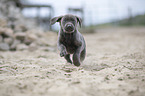 running Labrador Retriever Puppy