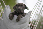 Labrador Retriever Puppy in a hammock