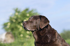 Labrador Retriever portrait