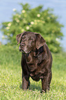 standing Labrador Retriever