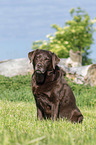 sitting Labrador Retriever