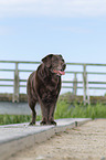 standing Labrador Retriever